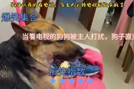 搞笑来袭:狗狗在认真看电视被主人关掉后，狗子的反应太逗了😂视频封面