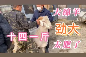 俩个人勉强弄走羊劲大的很，育肥羊一百七十多斤一只视频封面