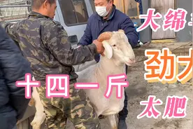 俩个人勉强弄走羊劲大的很，育肥羊一百七十多斤一只视频封面