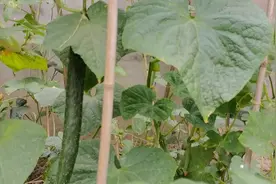 黄瓜开花坐果期，用上这三物喷施黄瓜，黄瓜结的多还没病虫害视频封面