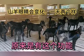 山羊眼睛会随着时间变化而变化，知道为什么吗？原因简单也神奇视频封面