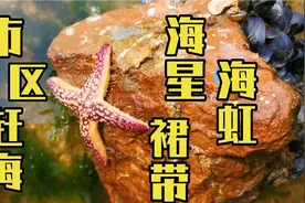 青岛市区内赶海好去处之八大峡篇，海星、海虹、裙带随便捡