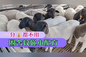 一分钱不用花，圈舍蚊蝇小配方，全部死光光，杜泊绵羊养殖场视频封面