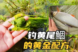能够打败商品饵，水里一抓就是一把，黄尾鯝的黄金配方免费分享！视频封面