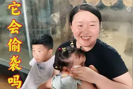 晚晚妈背对老虎，它会是什么反应？没等老虎过来偷袭，把晚晚吓坏视频封面