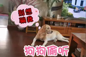 狗狗偷听主人说话，反应比主人还迅速，行动超敏捷，成精了吧！视频封面