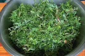 “正月茵陈2月蒿，3月只能当柴烧，”春天野菜白蒿最好吃2种做法视频封面
