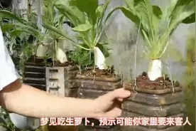 周公解梦之梦见萝卜视频封面