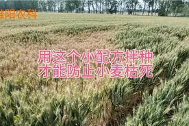 小麦播种前，用这个配方拌种，才能防止后期枯死视频封面