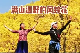 难得一见的满山遍野风铃花，真是美醉了！视频封面