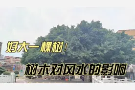 024风水实用篇之树木对风水的影响！视频封面