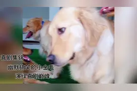 这小金毛太可爱啦，幽默丰富的表情包演绎喜剧巅峰视频封面