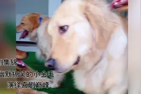 这小金毛太可爱啦，幽默丰富的表情包演绎喜剧巅峰视频封面