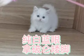 纯白蓝眼拿破仑矮脚 这猫的性格花多少钱都不好遇啊