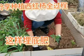 分享种植西红柿全过程，埋3种底肥，西红柿多得吃不完视频封面