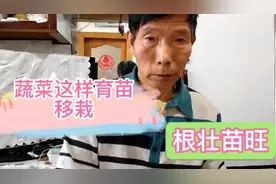 蔬菜育苗和移裁方法别再做错了，分享几个经验，秧苗粗壮长势快视频封面
