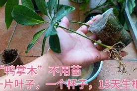 “鸭掌木”不要买，教你扦插繁殖，一片叶子，一个杯子，15天生根视频封面