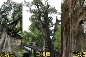 汉武帝册封将军柏为大将军，二将军，三将军视频封面