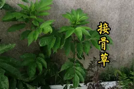 农村少见的接骨草，竟然有这三大功效！视频封面