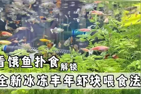 最近解锁了冰冻丰年虾块的喂食新姿势，总之挺舒心的～视频封面