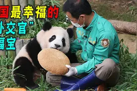 出国最幸福的大熊猫，被饲养员宠成“公主”！连雪都为它人工降！视频封面