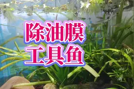 除油膜又吃蚊子幼虫孑孓，好看好养好用的鱼缸除油膜工具鱼青鳉鱼视频封面
