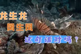 龙生龙，凤生凤，老鼠生的会打洞。这句话对不对呢？视频封面