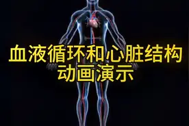 血液循环和心脏结构精品动画演示，建议收藏！视频封面