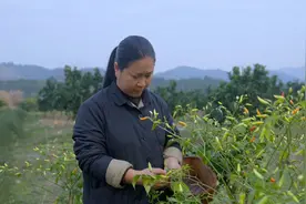 小米椒配上蒜头，做一碗家常的辣椒酱，冬天烫火锅必备，鲜辣开胃