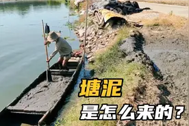塘泥是怎么来的？第一次见现场挖鱼塘淤泥，晒干卖190元一立方视频封面