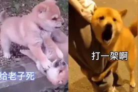 爆笑动物合集（那些我们收藏的动物表情包出处）视频封面