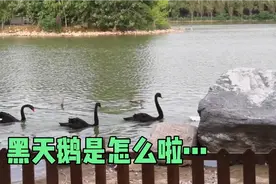 我带了黑天鹅最爱吃的食物，她们今天为什么一口都不吃呢，病了吗视频封面