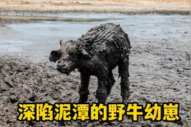 野牛幼崽陷入泥潭，痴痴望向岸边的野牛群，眼里写满了对生的渴望视频封面