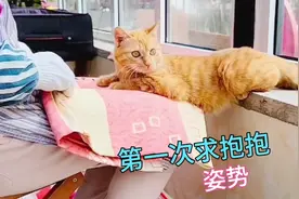 流浪猫绝育后不再追母猫吼叫，撒娇求抱抱姿势太可爱！猫妈好开心