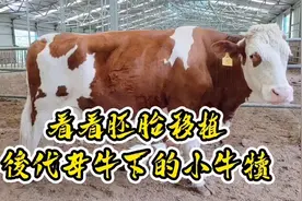胚胎移植是怎么回事？牛的一胎多犊为什么没有大面积推广？视频封面