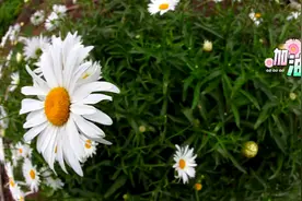 魏新雨《醉红尘》，完整版，歌声甜美，听哭了多少人！