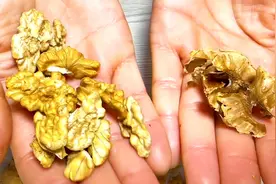 核桃搭配一物，男人补肾壮阳、女人美容养颜