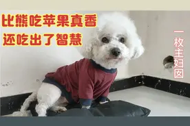 没见过小狗这么吃苹果，太可爱了，丫丫回来肯定也有香甜的苹果吃