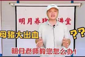 分娩母猪大出血，两种处理方法，关键时刻可救猪命视频封面