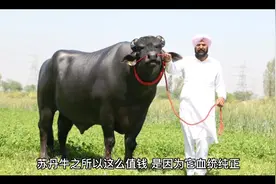 苏丹牛为什么这么贵？视频封面