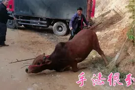 抓10头大公牛，师傅的手法很专业，把牛轻轻松松的给制服视频封面