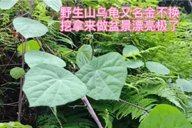 山上挖找盆景，发现名贵中草药金不换，想不到它有这么好的功效视频封面