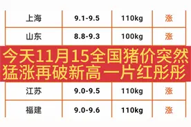 明天11月15日全国猪价继续上涨再破新高一片红彤彤，养猪人好日子