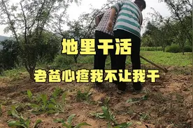 地里面干活，老爸心疼儿子不让儿子干活，都这么大了还把我当小孩视频封面