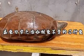 盘龟日常之适合做龟苓膏的几种龟视频封面