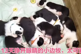 7只边牧幼崽在第13天的时候全部睁开眼了，大大的眼睛非常可爱视频封面
