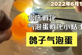 鸽子气泡蛋孵化｜历时18天记录鸽子气泡蛋成功孵化