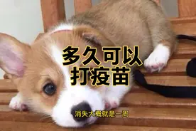 狗狗到家多久可以打疫苗？需要做抗体测试吗？程序是什么？