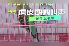 虎皮鹦鹉的叫声，小家伙越叫越欢，你家鹦鹉如果不叫，可以让它听视频封面