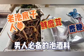 爱喝酒的男人必备泡酒料，老池底子人参加鹿茸鹿鞭，泡酒特别好视频封面